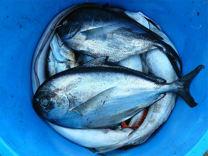 peixes-omega-3