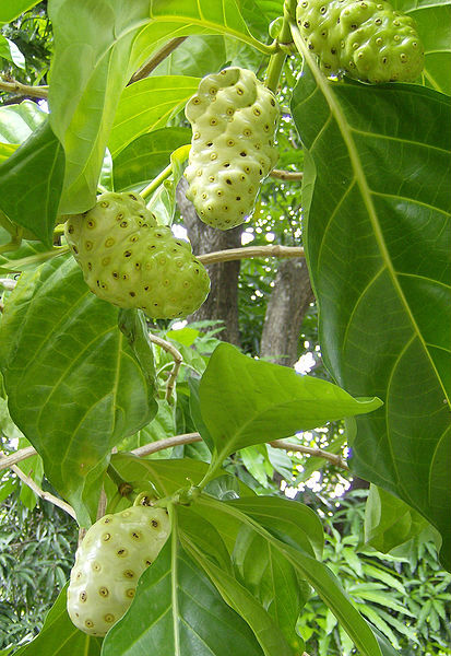 Frutos e folhas do noni, que crescem em regiões de mata equatorial.