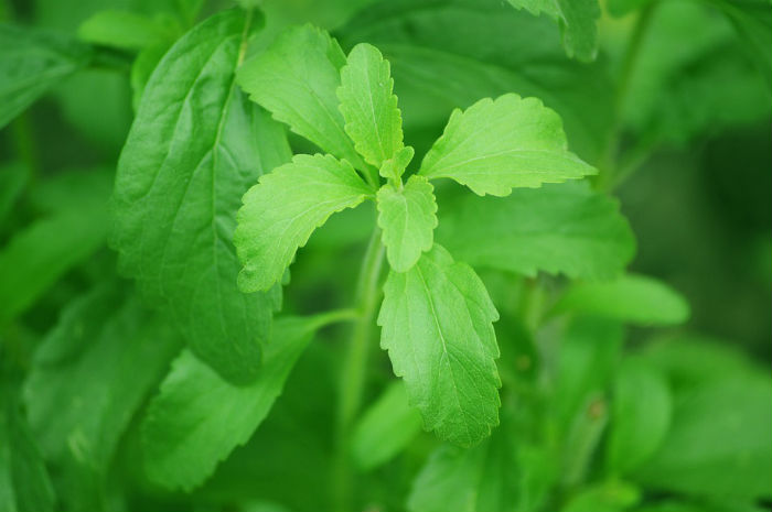 Stévia: um adoçante natural que já vem sendo utilizado inclusive em refrigerantes.